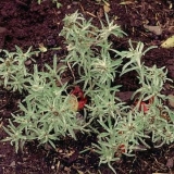 164.jpg