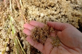 quinoa_7.jpg